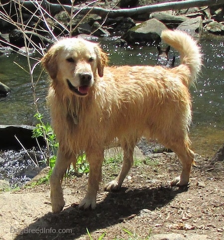 A wet Golden Retriever is standing in dirt in front of a stream behind it