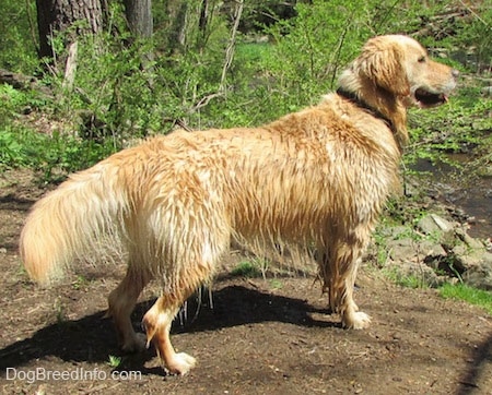 A wet golden Retriever is standing in dirt in front of a wooded area.
