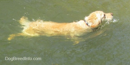 A Golden Retriever is swimming in a deep body of water
