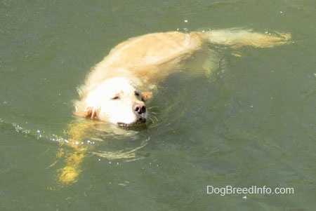 A Golden Retriever is swimming to the right in a deep body of water