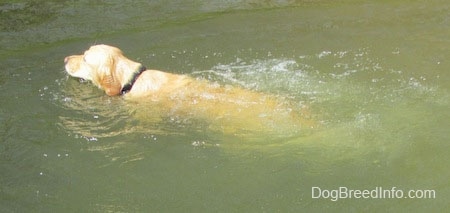 A Golden Retriever is swimming to the back left of the image