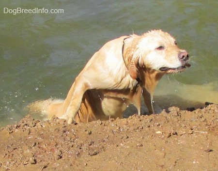 A Golden Retriever is climbing out of a body of water into mud