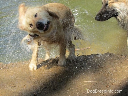 A Golden Retriever is shaking itself dry. There is water flying off of it. There is a second dog standing in front of it closing its eye as the water lands on him.