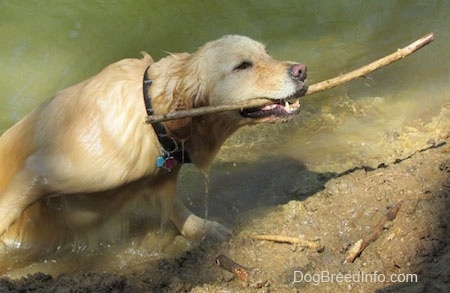 A Golden Retriever is emerging out of a body of water with a stick in its mouth