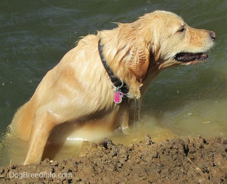 A Golden Retriever is climbing out of a body of water onto the muddy bank