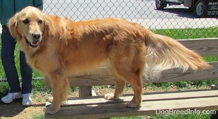 A Golden Retriever is standing at the edge of a wooden bench. There is a person behind it standing against a chain link fence. Its tail is extended out.