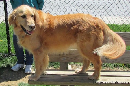 A Golden Retriever is standing at the edge of a wooden bench. There is a person behind it standing against a chain link fence.