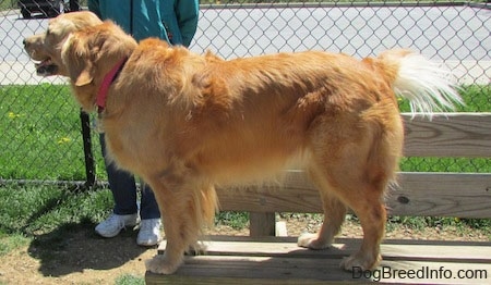 Left Profile - A Golden Retriever is standing outside up on a wooden bench with a person behind it standing against a chain link fence