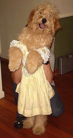 Goldendoodle cheap dressed up