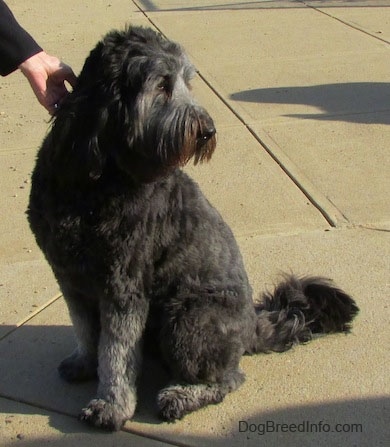 A silver-frosted Goldendoodle is sitting on concrete and looking to the right. There is a person scratching the side of its head