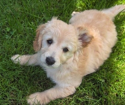 View from the top looking down - A cream Miniature Goldendoodle is laying in grass and looking up.