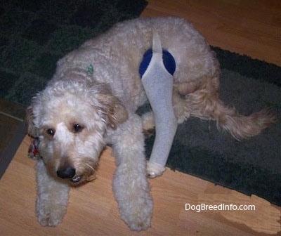 A tan Goldendoodle with a hind broken leg is laying on a throw rug and a hardwood floor. The cast is blue with a white sock over it.