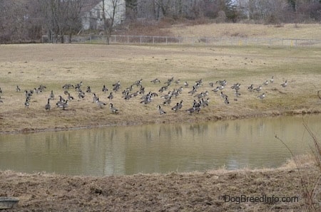 A Flock of Geese standing near a body of water