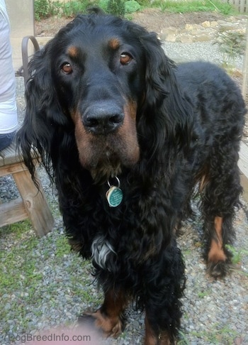 A black and tan Gordon Setter is standing outside in front of a person wearing white who is sitting on a wooden picnic table bench.