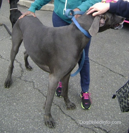 A gray Great Dane is standing in a street with a person in a green jacket behind it and a second person in a black jacket with its hand on the dog's head. There is a black dog sitting in a street in the distance.