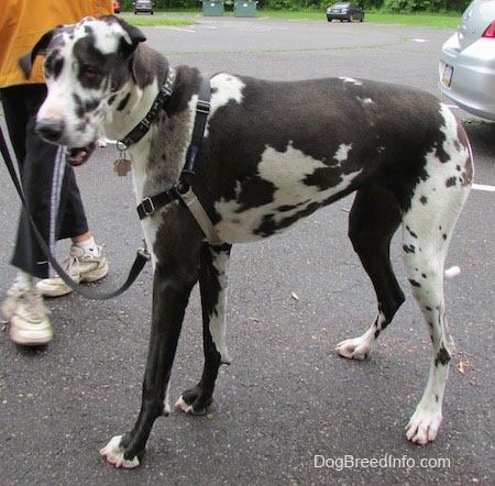 A black and white harlequin Great Dane is standing in a parking lot with a person walking behind it.