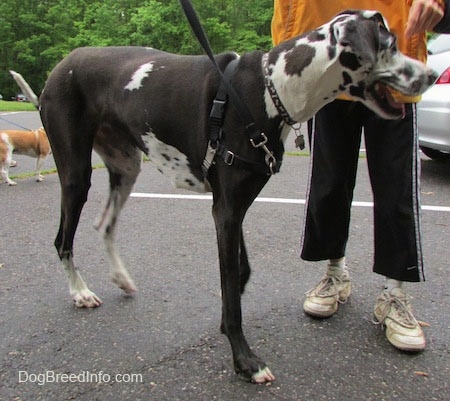 A black and white harlequin Great Dane is standing in a parking lot with another dog behind it. Next to it is a person in an orange jacket