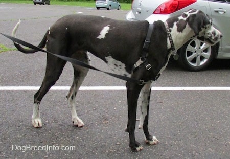 A black and white harlequin Great Dane is standing in a parking lot next to a vehicle.