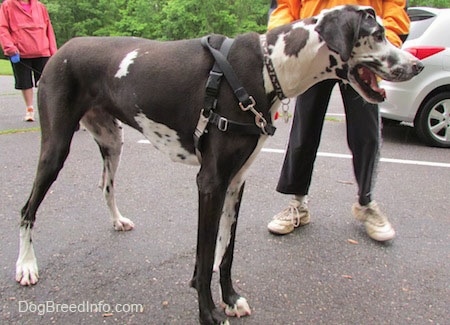 A black and white harlequin Great Dane is wearing a black harness standing in a parking lot with a person in an orange jacket and a person in a pink jacket behind it.