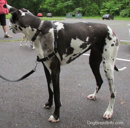 A harlequin Great Dane is standing in a parking lot. It is looking to the right. There is a tan and white dog in the background and two green dumpsters in the distance