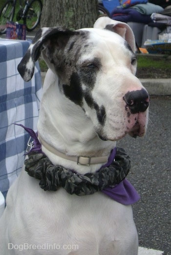 A white, black and gray harlequin Great Dane is sitting in a parking lot. There is a table behind it. It is wearing a purple bandana and a flea and tick collar.
