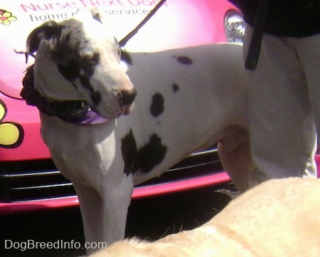 A white, black and gray harlequin Great Dane is standing in front of a pink vehicle that says 'Nurse Next Door Home Care Services' on it. There is a tan dog in front of it