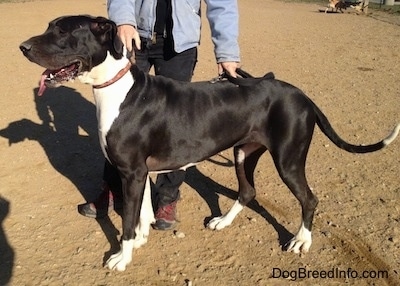 A panting black and white Great Dane is standing in dirt. There is a person in a blue coat and black pants behind it.