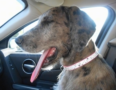 A gray and black merle colored Great Danoodle puppy is sitting in the passenger side of a vehicle. Its eyes are closed, its mouth is open and its tongue is out