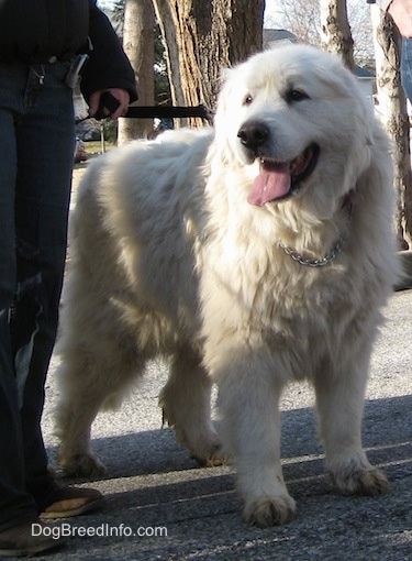 average size of great pyrenees