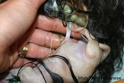 Close Up - Person helping to remove the sac on a Pup
