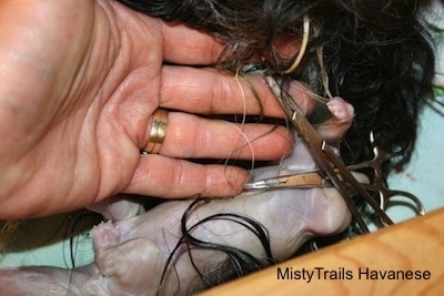 One Hemostat left attached to the Placenta and One still attached to a pups cord