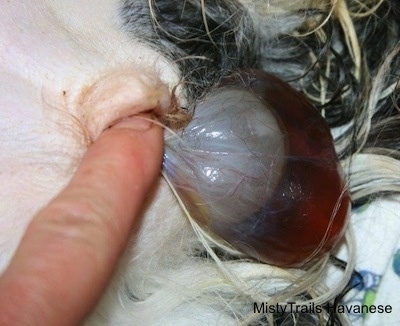 Close Up - Puppy presenting itself