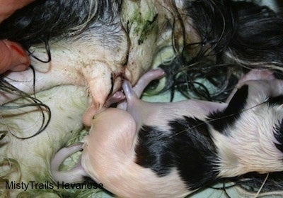 Close Up - The Puppy is out