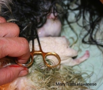 Hemostat attached to cord to make sure the placenta doesn't go back in