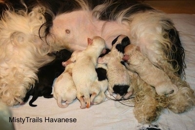 Six Puppies nursing