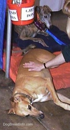 A brown with white Greyhound is laying partially on a pillow with its head on a cement floor on its left side with a person touching its belly. There is a brindle greyhound behind it