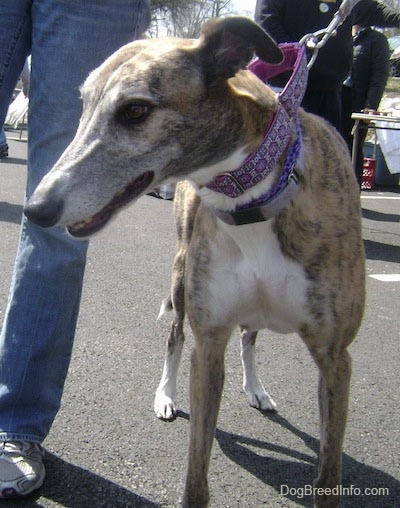 Close Up - A brown brindle with white Greyhound is wearing a purple collar standing on a blacktop with a person next to it