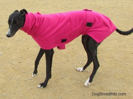 A black with white Greyhound is standing in dirt wearing a hot pink jacket.