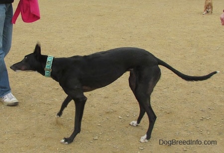 A black with white Greyhound is standing in dirt shaking off its body. A person is holding its hot pink dog jacket