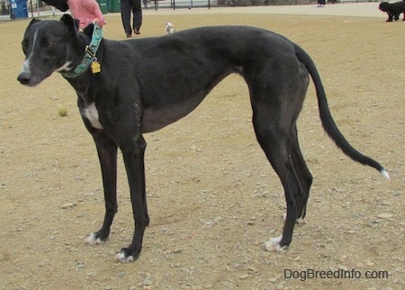 A black with white Greyhound is wearing a green collar standing in dirt with a person holding its collar up in the air.