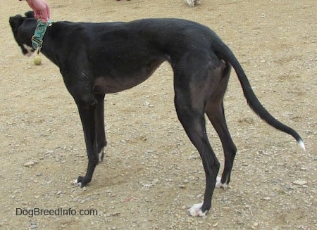 A black with white Greyhound is standing in dirt and looking at a green tennis ball next to it