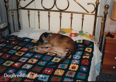 dog possessive over bed