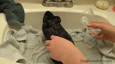 A person's hands are pouring water on the back of a wet black guinea pig inside of a white bathroom sink.