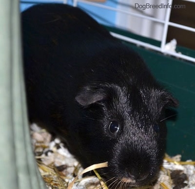Close up - The back of a shiny black guinea pig that is walking across its cage.