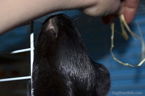 Close up - A guinea pig with its head up and it is sniffing a persons wrist.