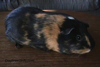 Side view - A black with tan and white Guinea Pig is laying across a wooden coffee table and it is looking to the right.