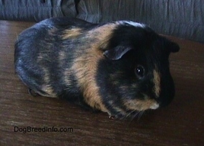 Front side veiw- A black with tan and white Guinea Pig is standing on a wooden coffee table and it is looking forward.