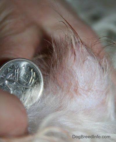 Moneda canadiense junto a la vulva de un perro hinchado