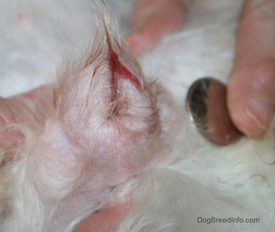 Swollen dog's vulva with a little bit of blood