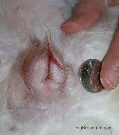 Un dedo humano que sostiene una moneda canadiense junto a una vulva de perro hinchada